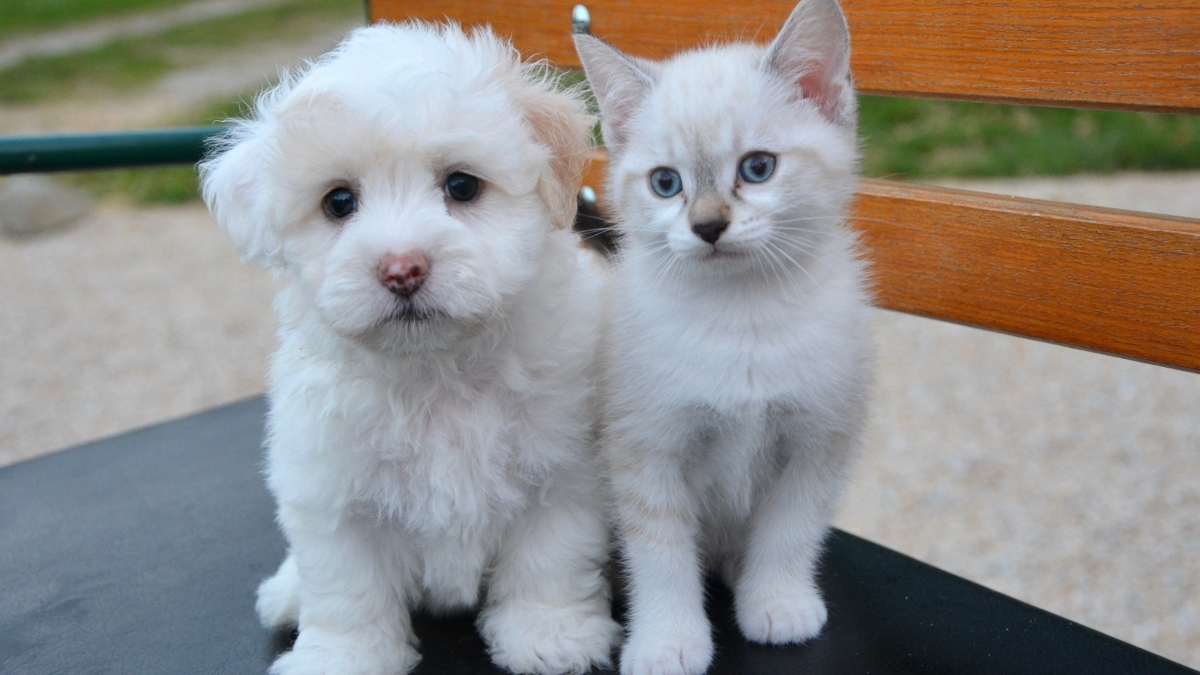 Kolajenin Kedi ve Köpek Beslemesinde Kullanımı