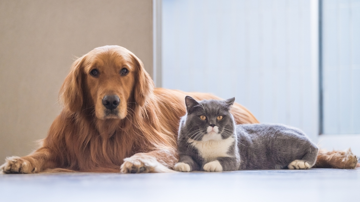 Kolajenin Kedi ve Köpek Beslemesinde Kullanımı