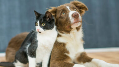 Kolajenin Kedi ve Köpek Beslemesinde Kullanımı