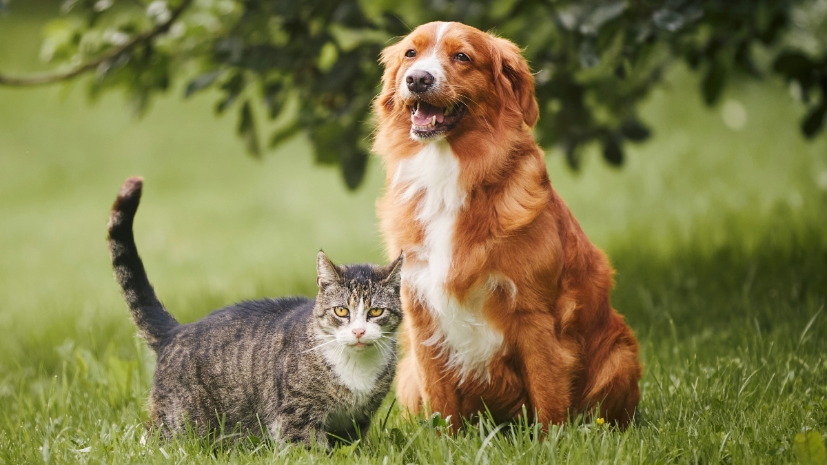Kolajenin Kedi ve Köpek Beslemesinde Kullanımı