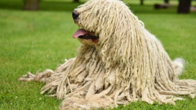Komondor Köpek Irkı Tüm Özellikleri, Genel Bakım ve Sağlık