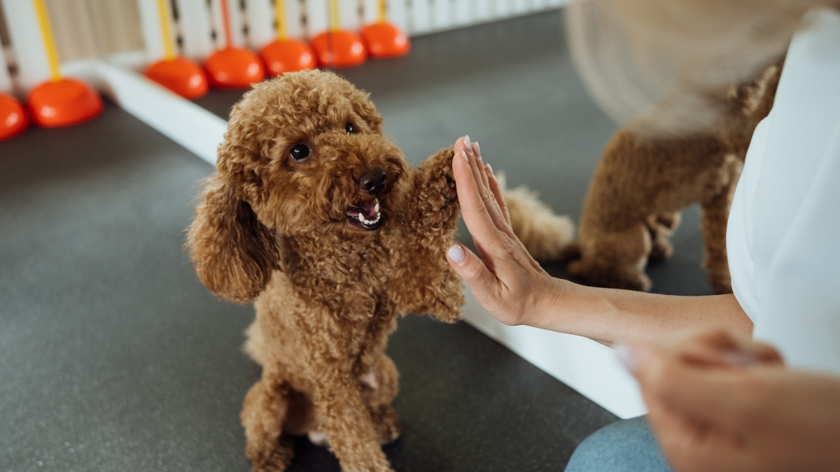 Köpeğinizle Kolay İletişim Kurmayı Sağlayacak 12 Komut