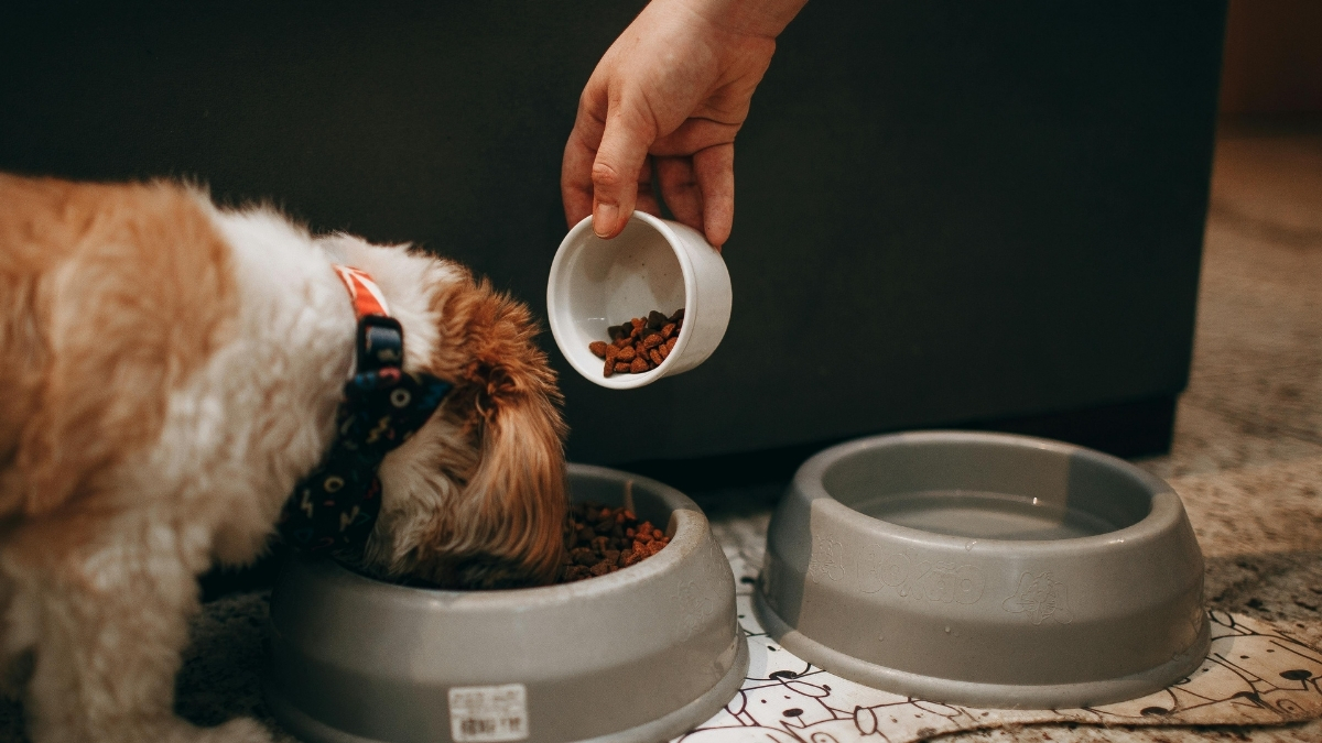 Köpek Maması Seçerken Nelere Dikkat Edilmelidir?