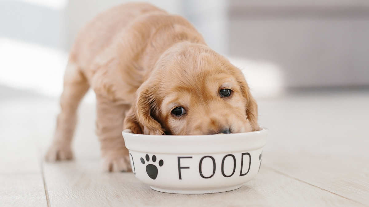 Köpek Maması Seçerken Nelere Dikkat Edilmelidir?