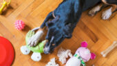 Köpek Oyuncağı Seçmenin Püf Noktaları