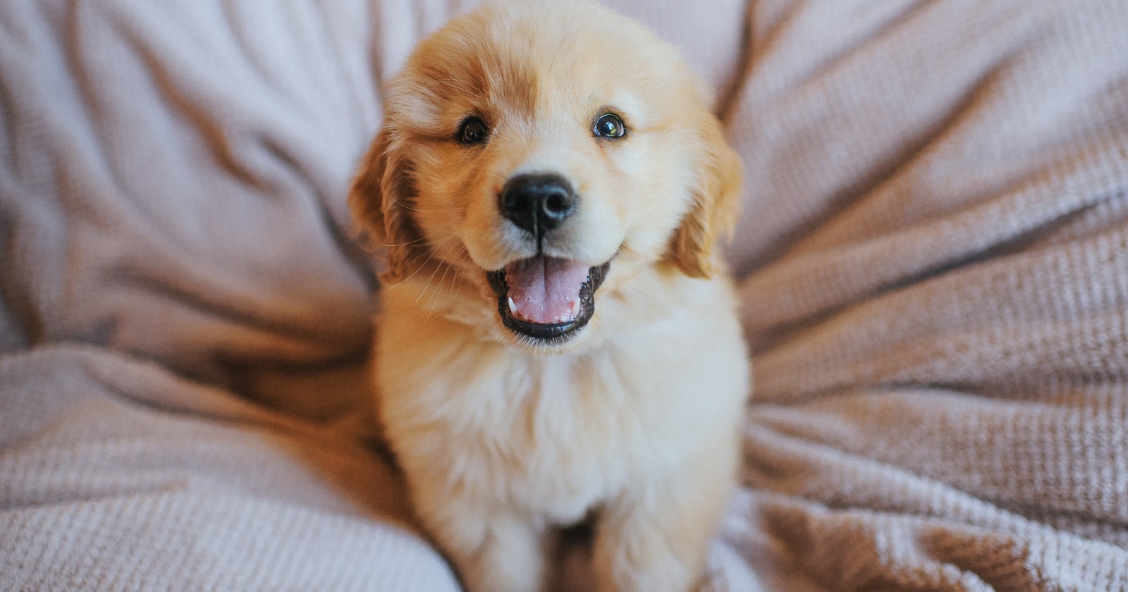 Köpek Sahiplenirken Nelere Dikkat Edilmeli?
