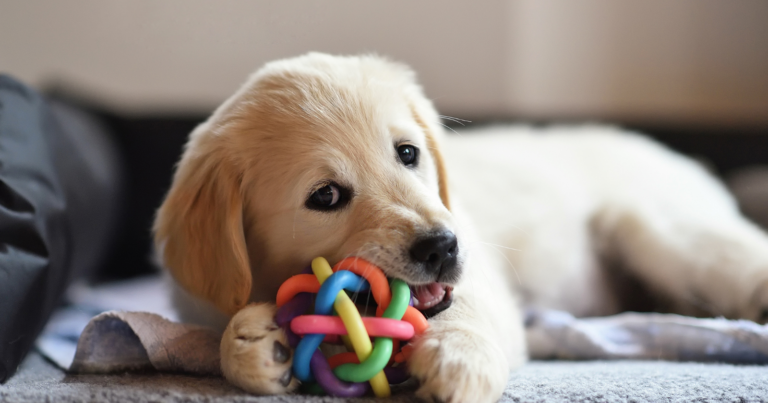 Köpek Sahiplenirken Nelere Dikkat Edilmeli?