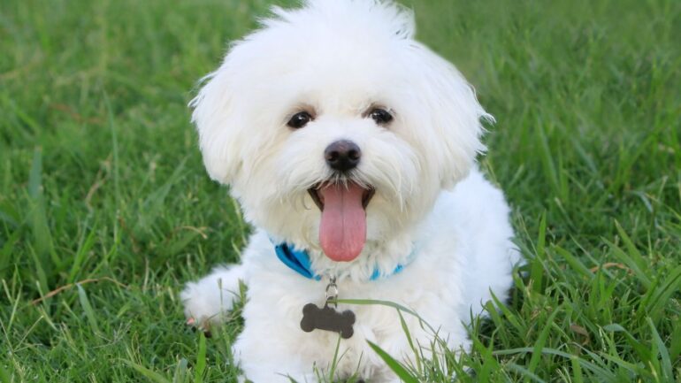Köpekler Depremi Hissedebilir mi?