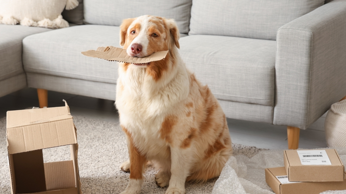 Köpekler Evde Yalnız Kalabilir Mi?