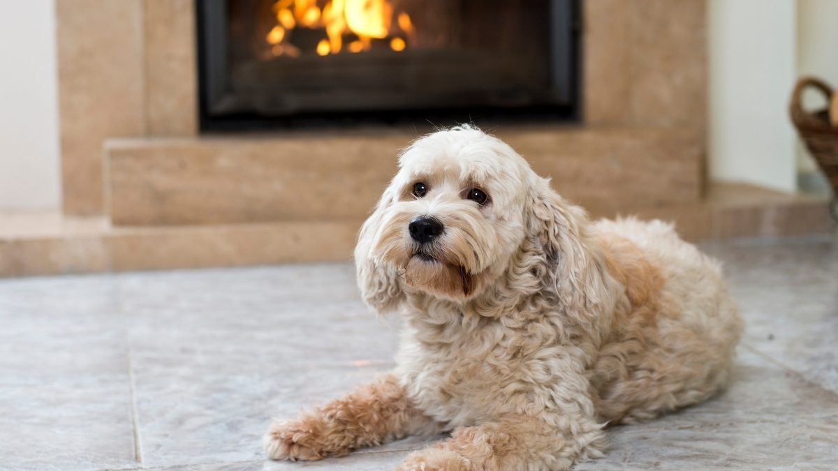 Köpekler Evde Yalnız Kalabilir Mi?