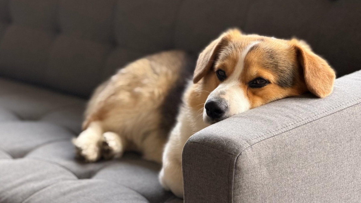 Köpekler Evde Yalnız Kalabilir Mi?