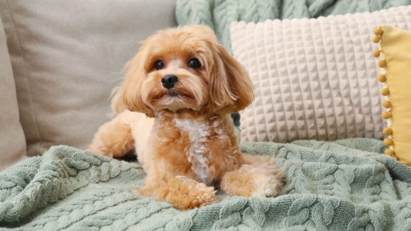 Köpekler Evde Yalnız Kalabilir Mi?