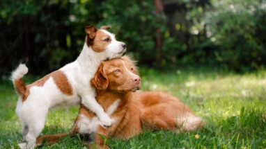 Köpekler Gerçekten Renk Körü mü?