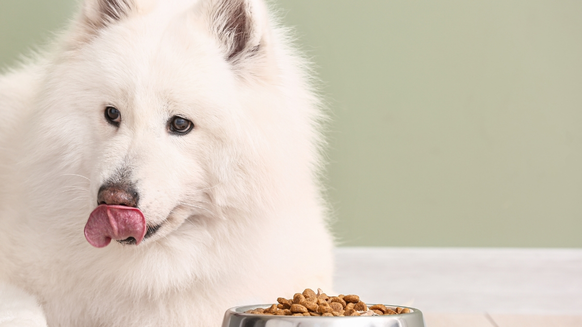 Köpekler Günde Ne Kadar Mama Yemelidir? Köpekler Günde Ne Kadar Mama Yemelidir?