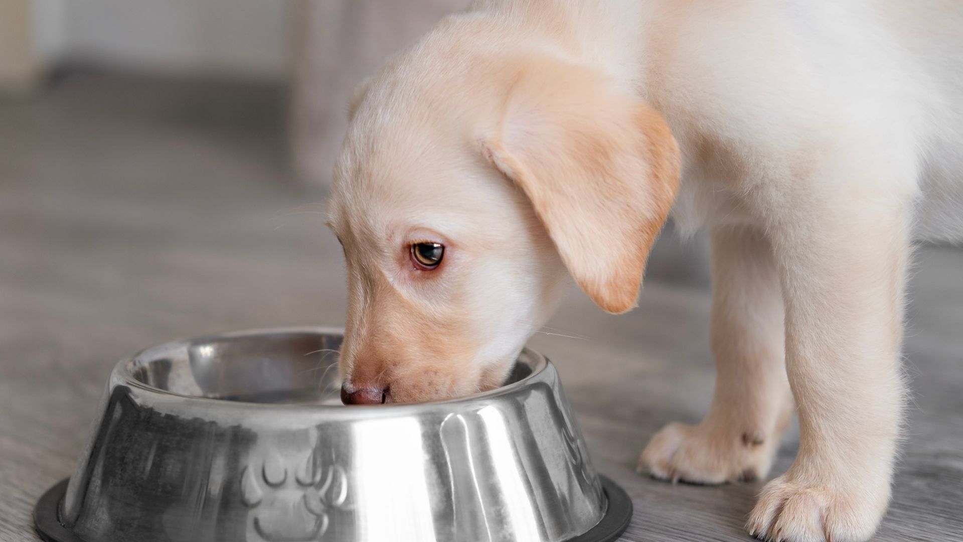 Köpekler Günlük Ne Kadar Su İçmelidir?