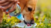 Köpekler Günlük Ne Kadar Su İçmelidir?