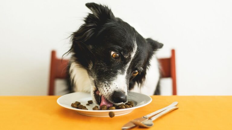 Köpekler İçin Doğru Mama Seçimi Nasıl Olmalı?