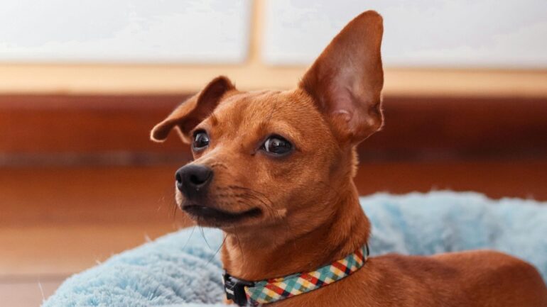 Köpekler İçin Yararlı Gıdalar Nelerdir?