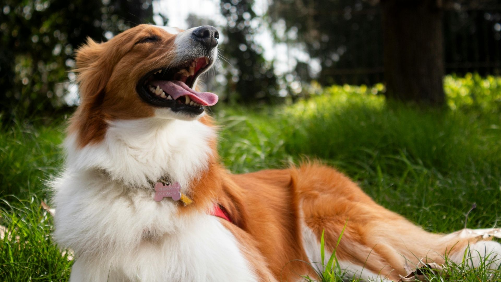 Köpekler İçin Yararlı Gıdalar Nelerdir?