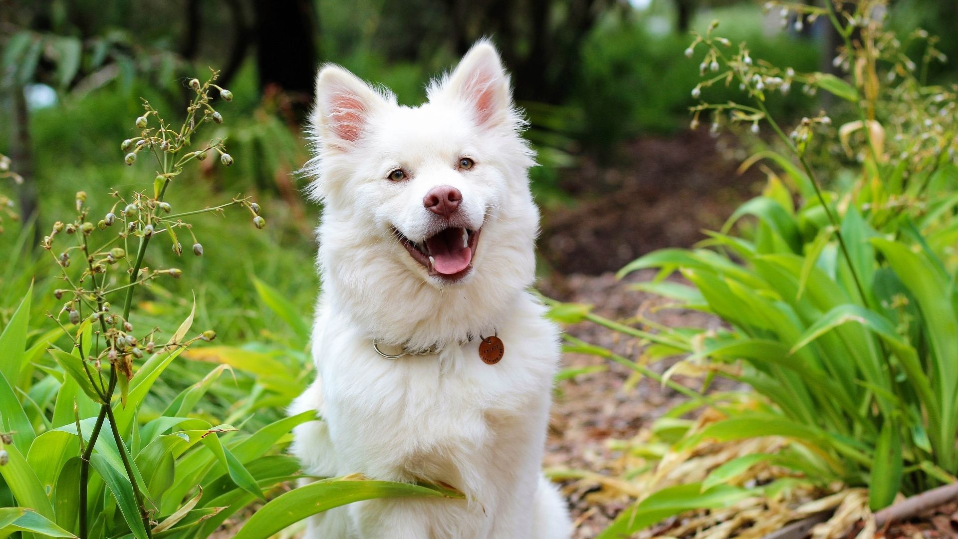 Köpekler İçin Yararlı Gıdalar Nelerdir?