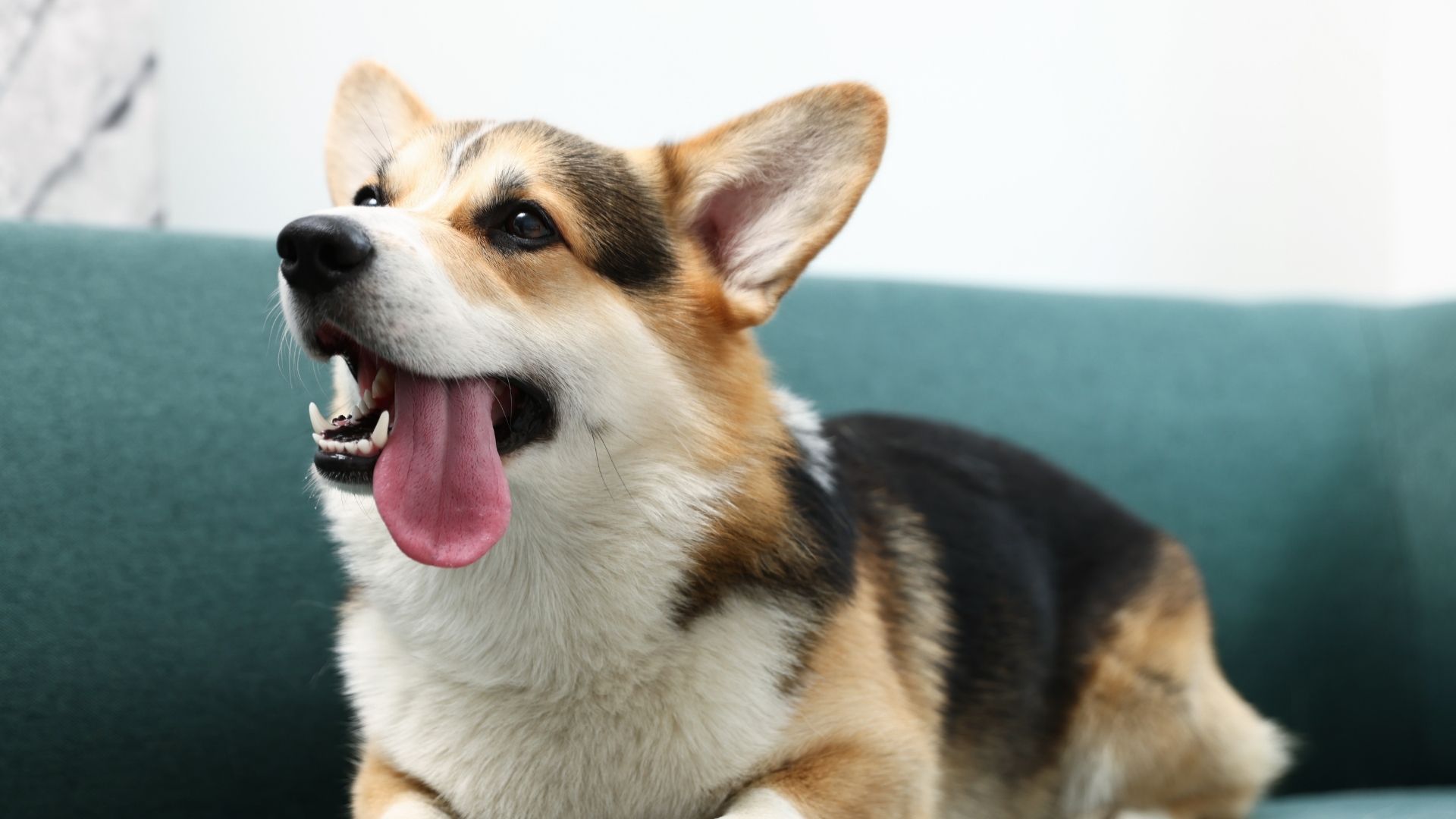 Köpekler Kaç Kelime Anlayabilirler?