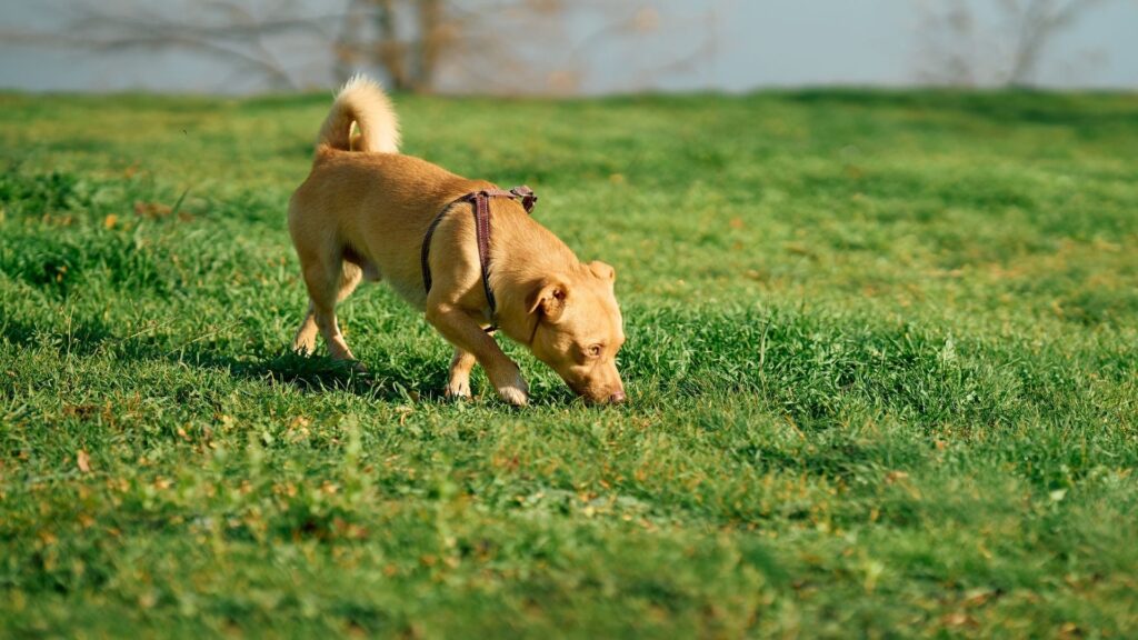 Köpekler Ne Kadar Uzaktan Koku Alabilirler?
