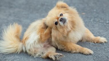 Köpekler Neden Kaşınır? 