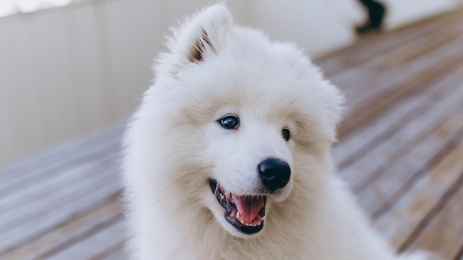 Köpekler Neden Sürekli İlgi İster?