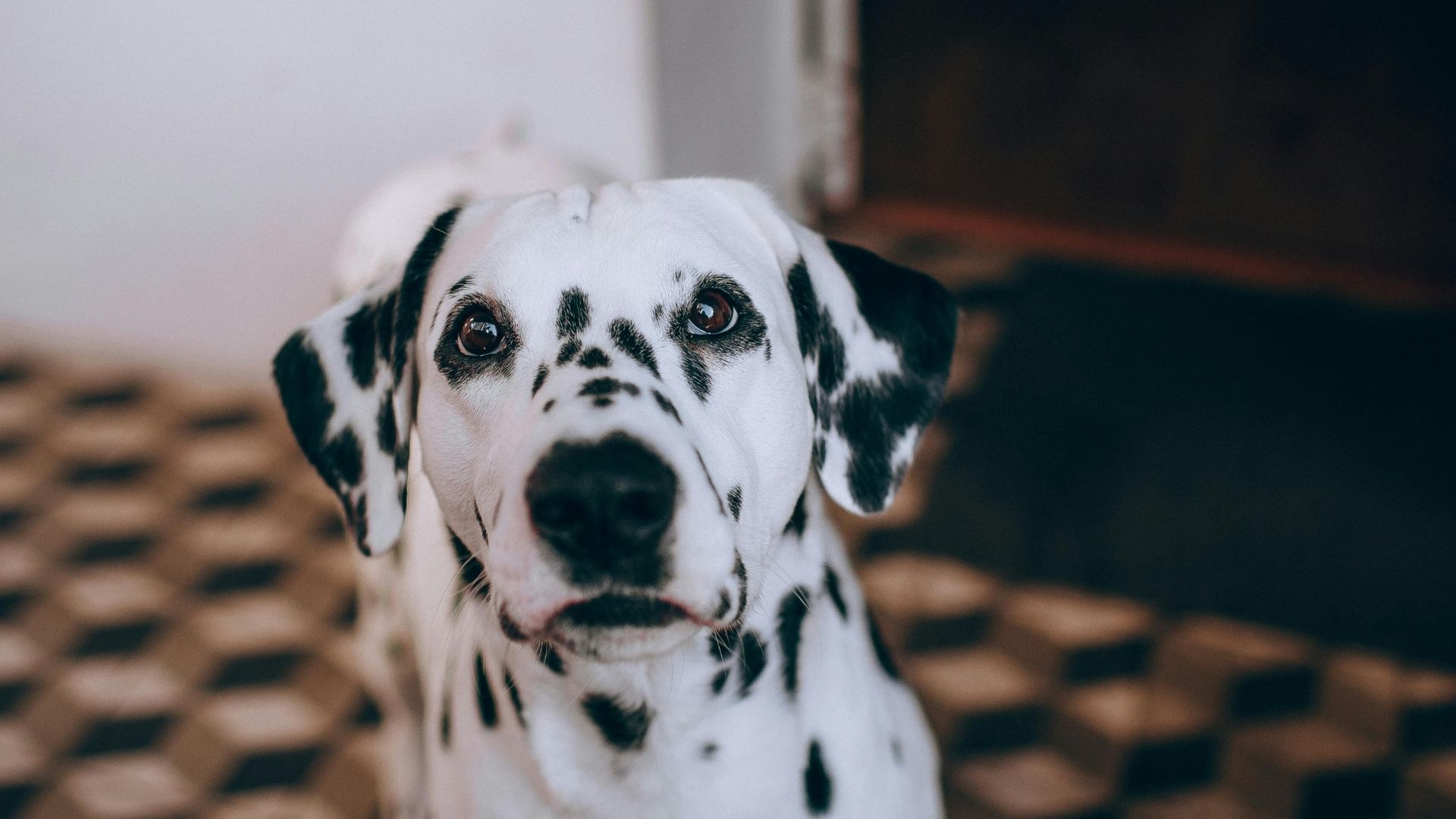 Köpekler Neden Sürekli İlgi İster?