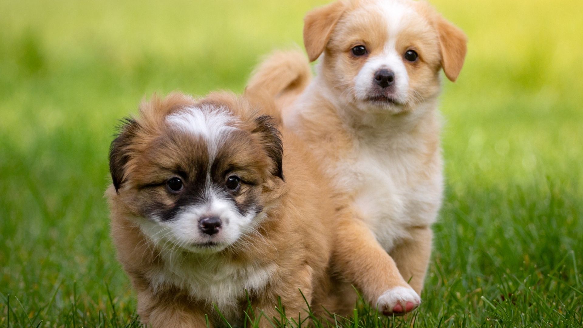 Köpekler Neden Sürekli İlgi İster?