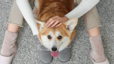 Köpekler Neden Sürekli İlgi İster?
