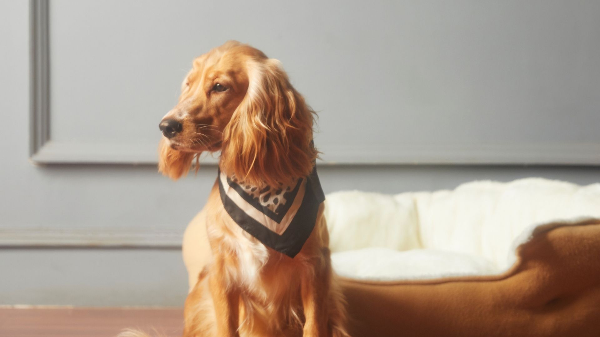 Köpekler Neden Sürekli İlgi İster?