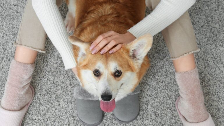 Köpekler Neden Sürekli İlgi İster?