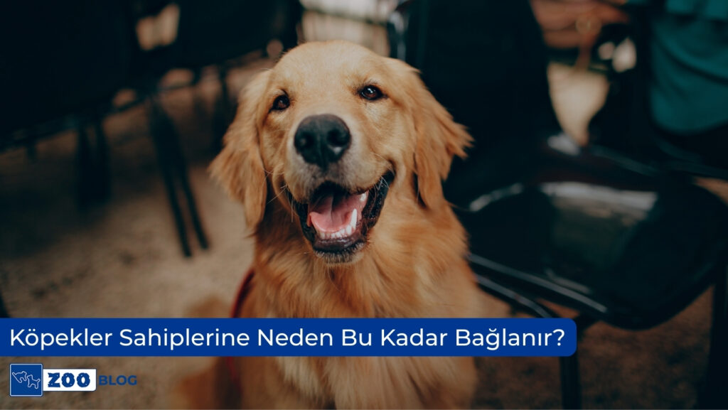 Köpekler Sahiplerine Neden Bu Kadar Bağlanır?