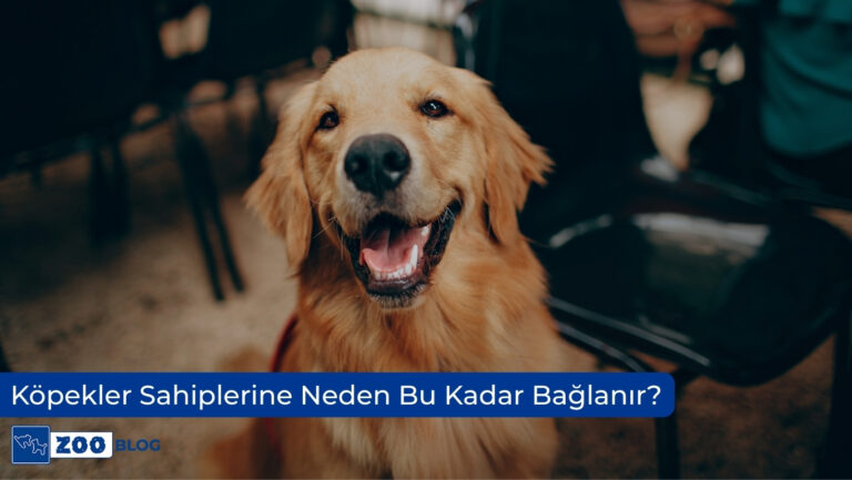 Köpekler Sahiplerine Neden Bu Kadar Bağlanır?