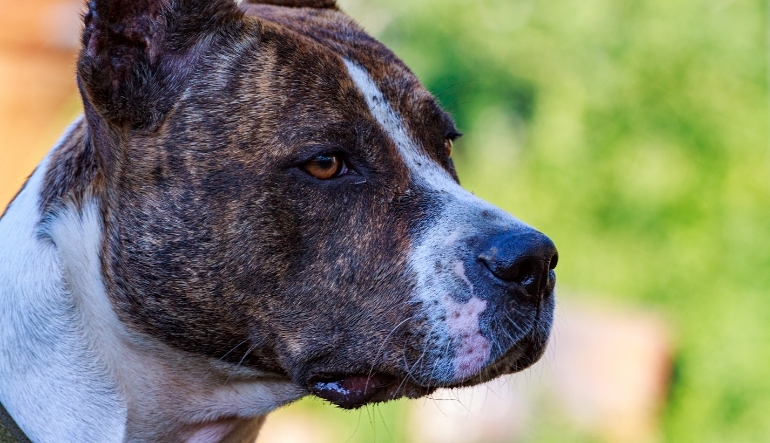 Köpeklerde Ağız Kokusu Nasıl Giderilir? Nedenleri ve Etkili Çözümler