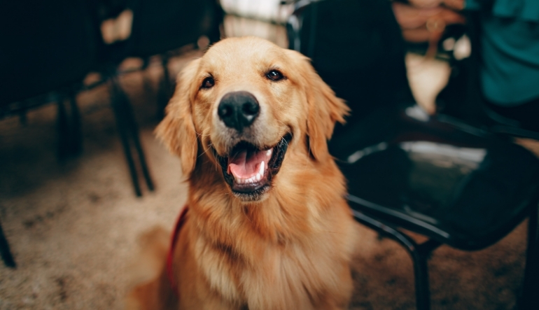 Köpeklerde Ağız Kokusu Nasıl Giderilir? Nedenleri ve Etkili Çözümler