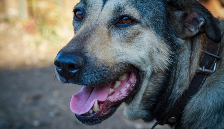 Köpeklerde Ağız Kokusu Nasıl Giderilir? Nedenleri ve Etkili Çözümler