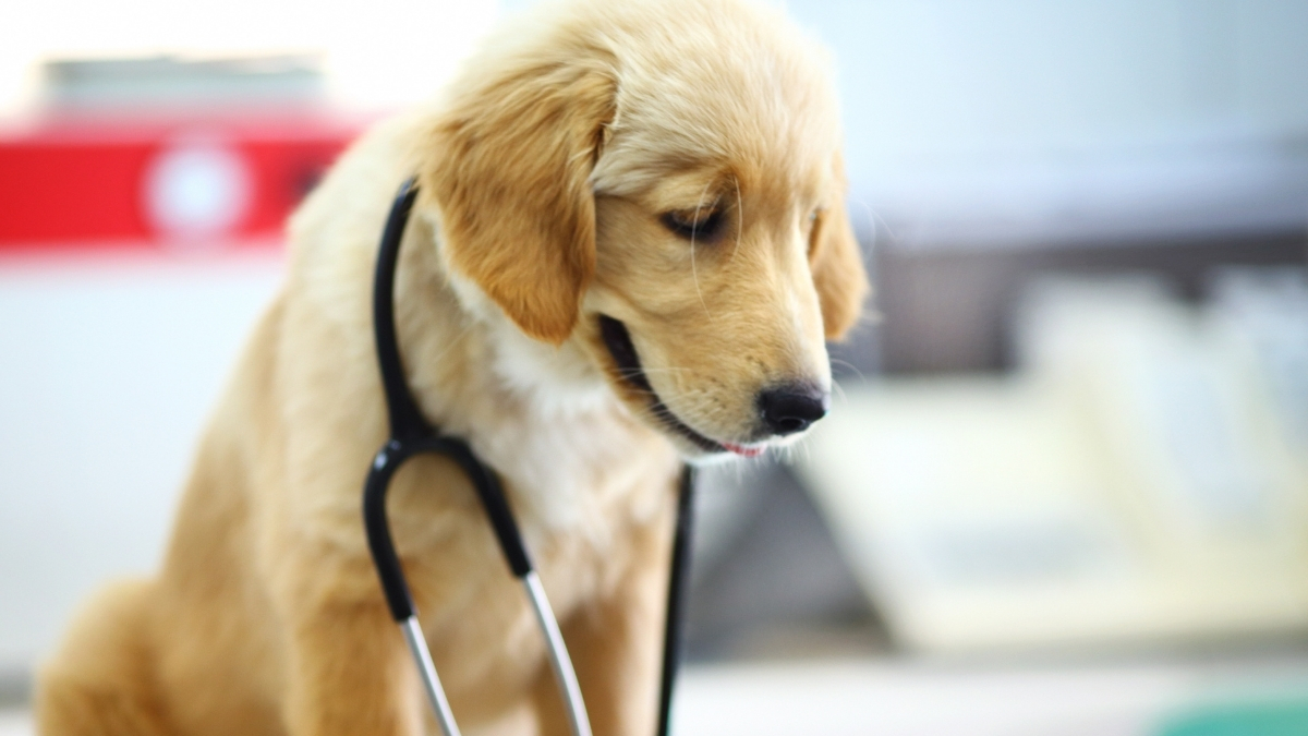 Köpeklerde Astım Belirtileri ve Tedavisi