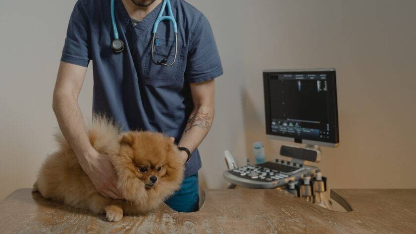 Köpeklerde Astım Belirtileri ve Tedavisi