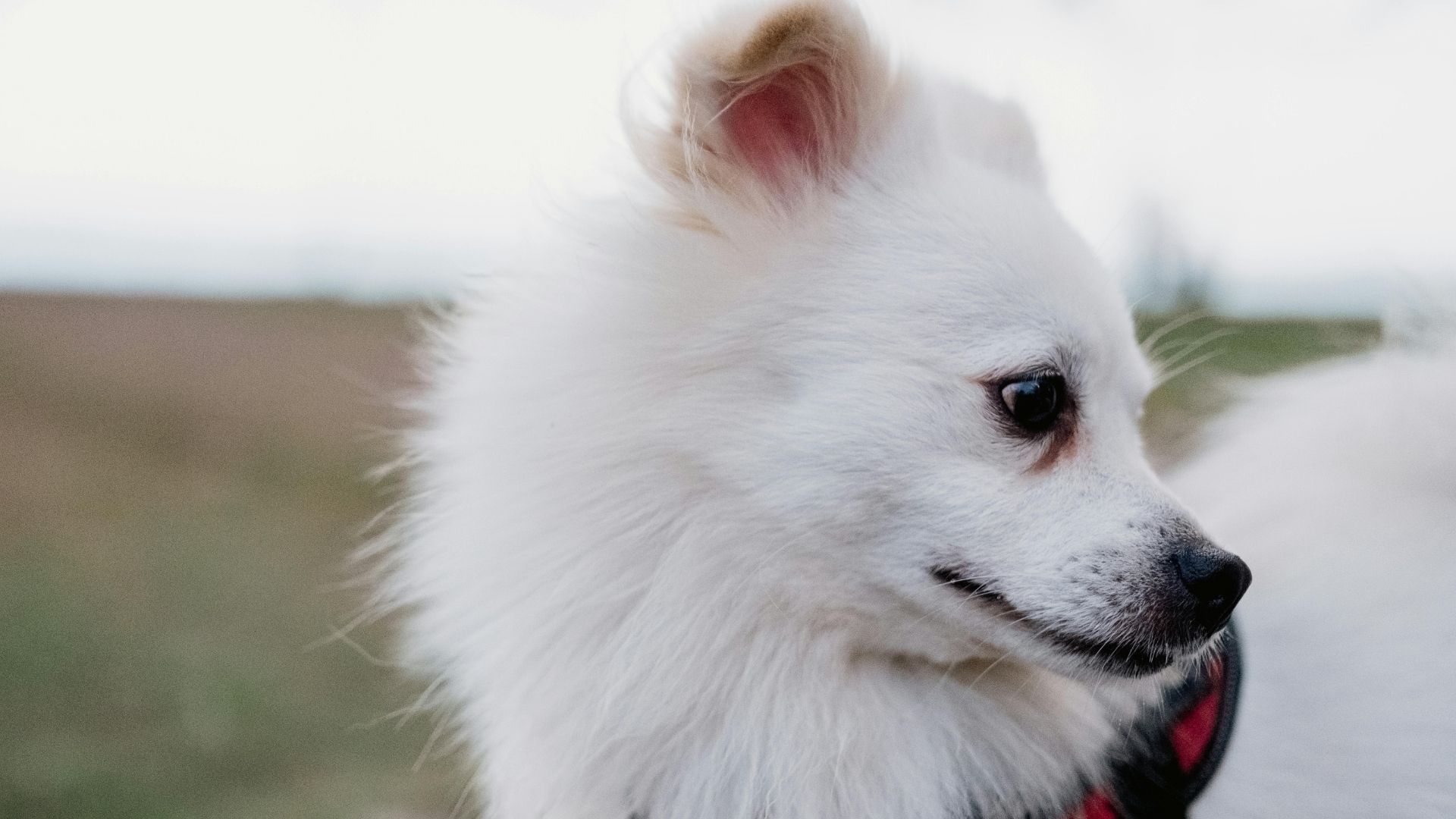 Köpeklerde Göz Çapaklanması Neden Olur?
