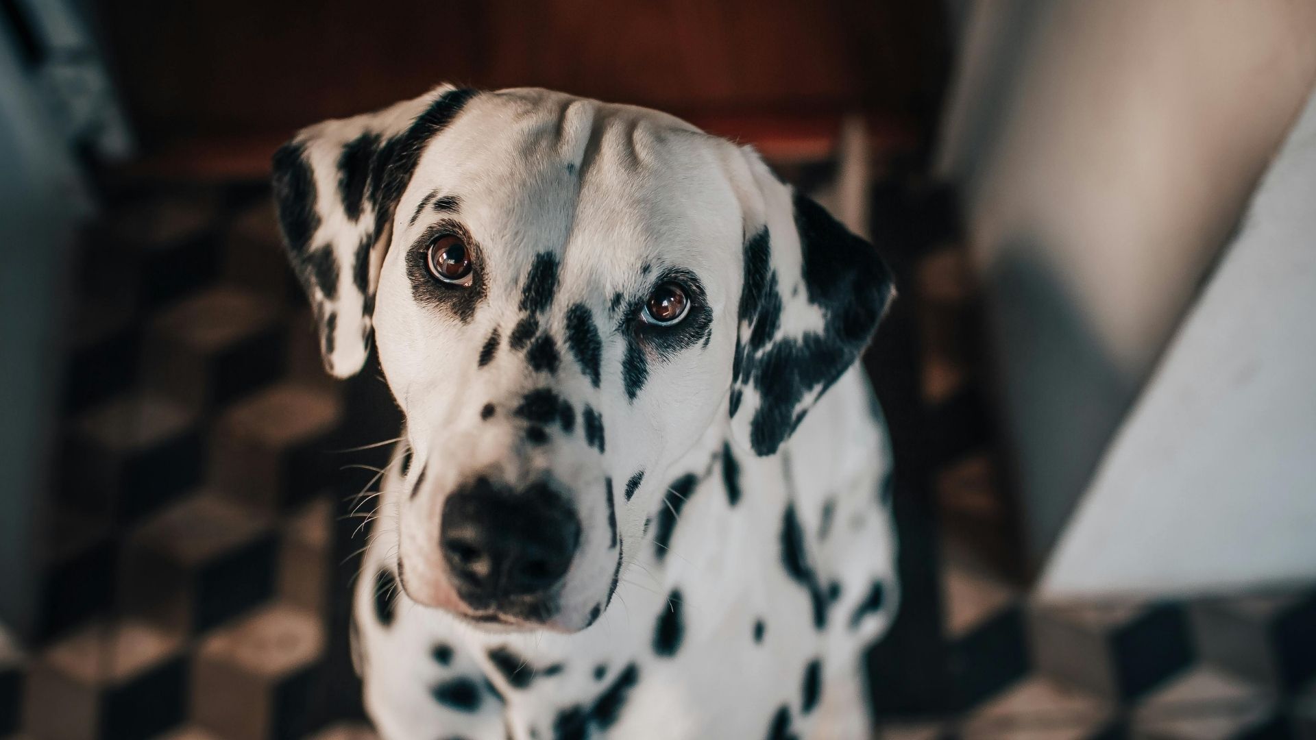 Köpekler Hakkında Şaşıracağınız 10 İlginç Bilgi