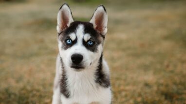 Köpeklerde Göz Çapaklanması Neden Olur?
