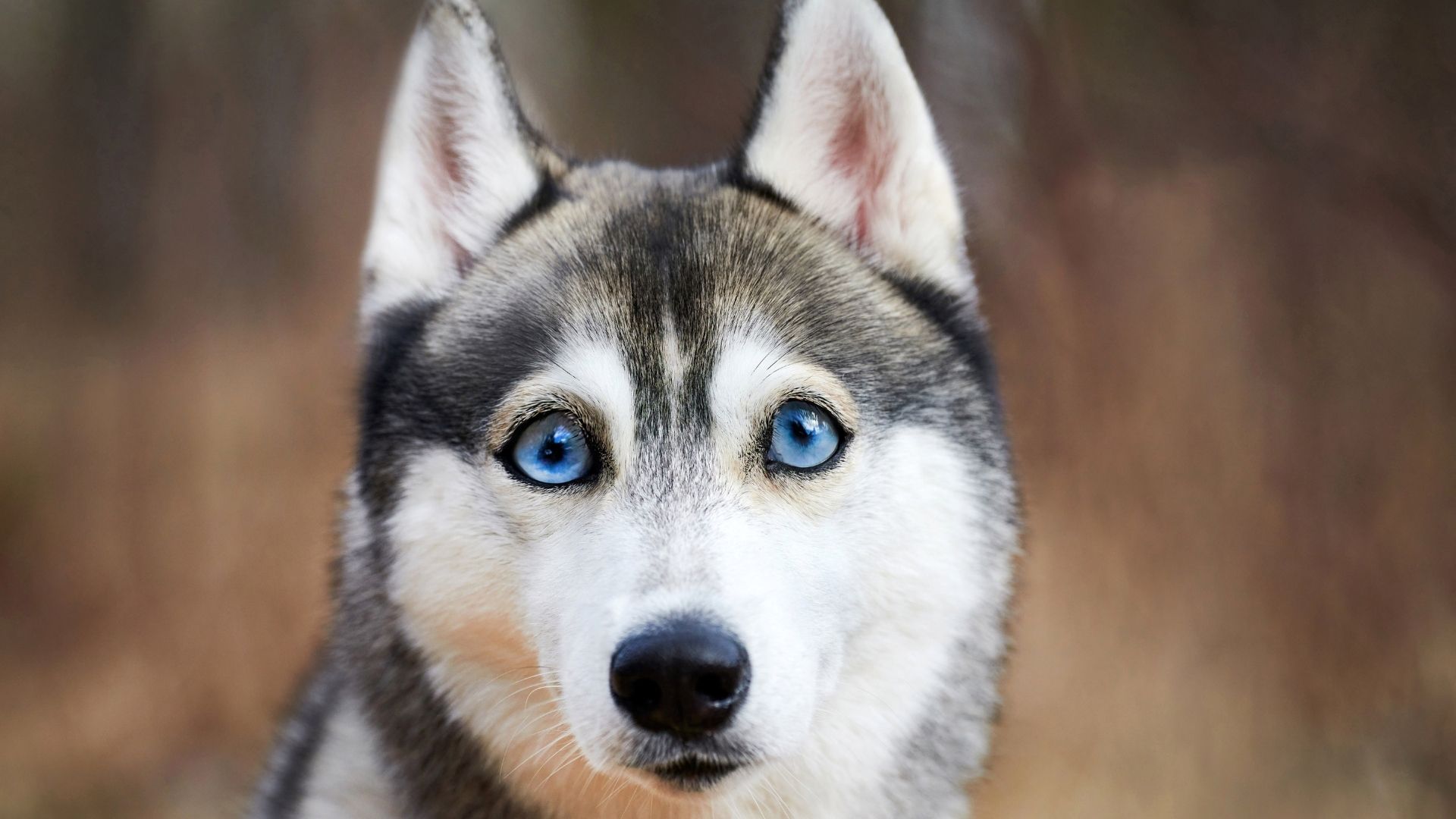 Köpeklerde Göz Çapaklanması Neden Olur?