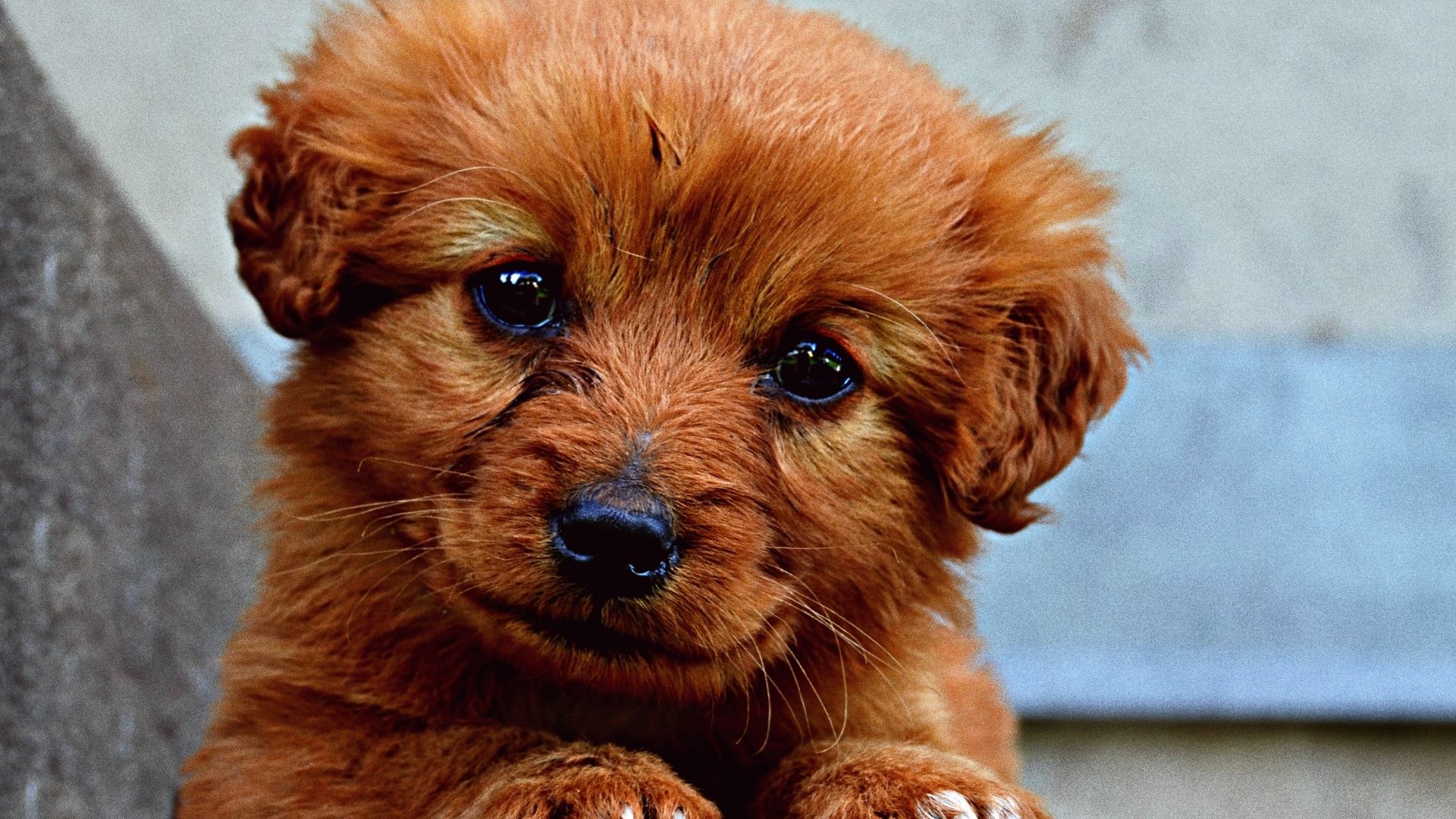 Köpeklerde Göz Çapaklanması Neden Olur?