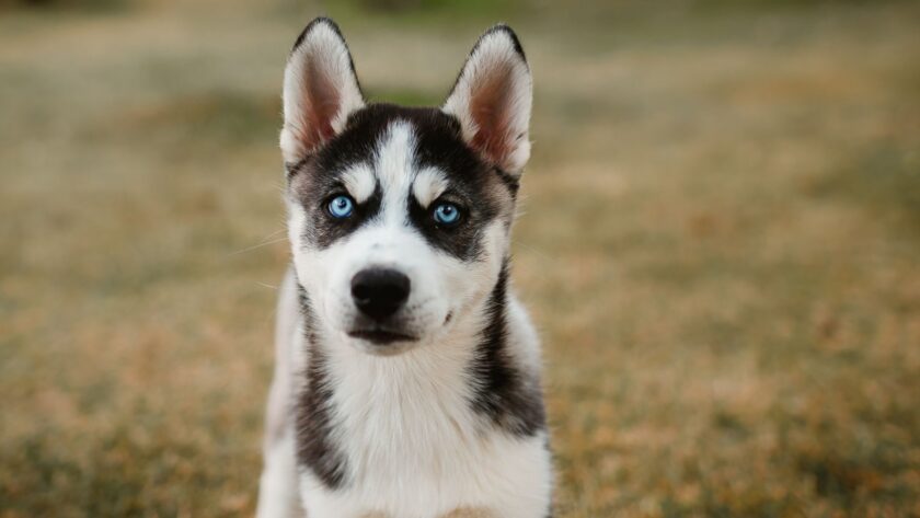 Köpeklerde Göz Çapaklanması Neden Olur?