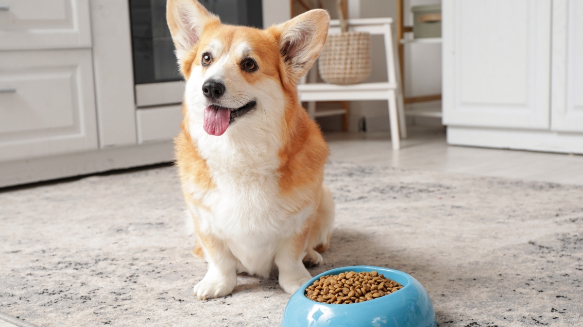 Köpeklerde İştahsızlık Neden Olur?