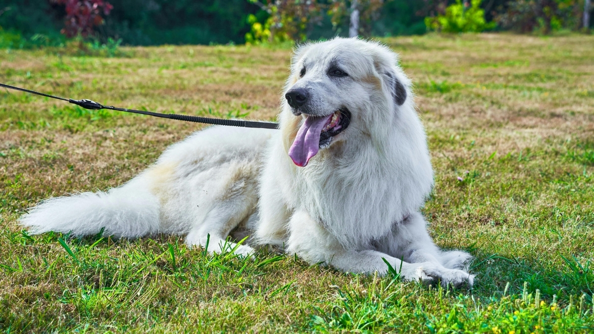 Köpeklerde Kalsiyum Eksikliği Neden Olur?