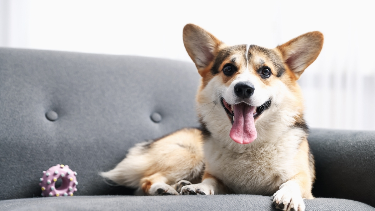Köpeklerde Kalsiyum Eksikliği Neden Olur?
