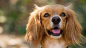 Köpeklerde İdeal Kilo Nasıl Olmalıdır?